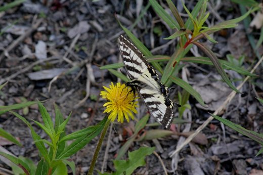 Yellow swallowtail II
