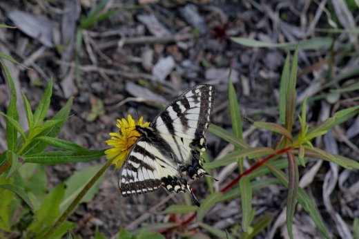 Yellow swallowtail III