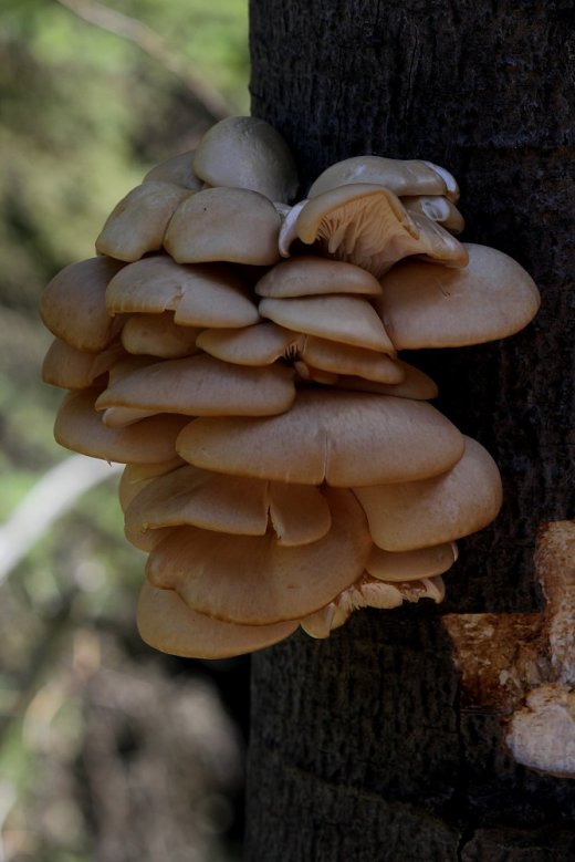 Tree Fungus II